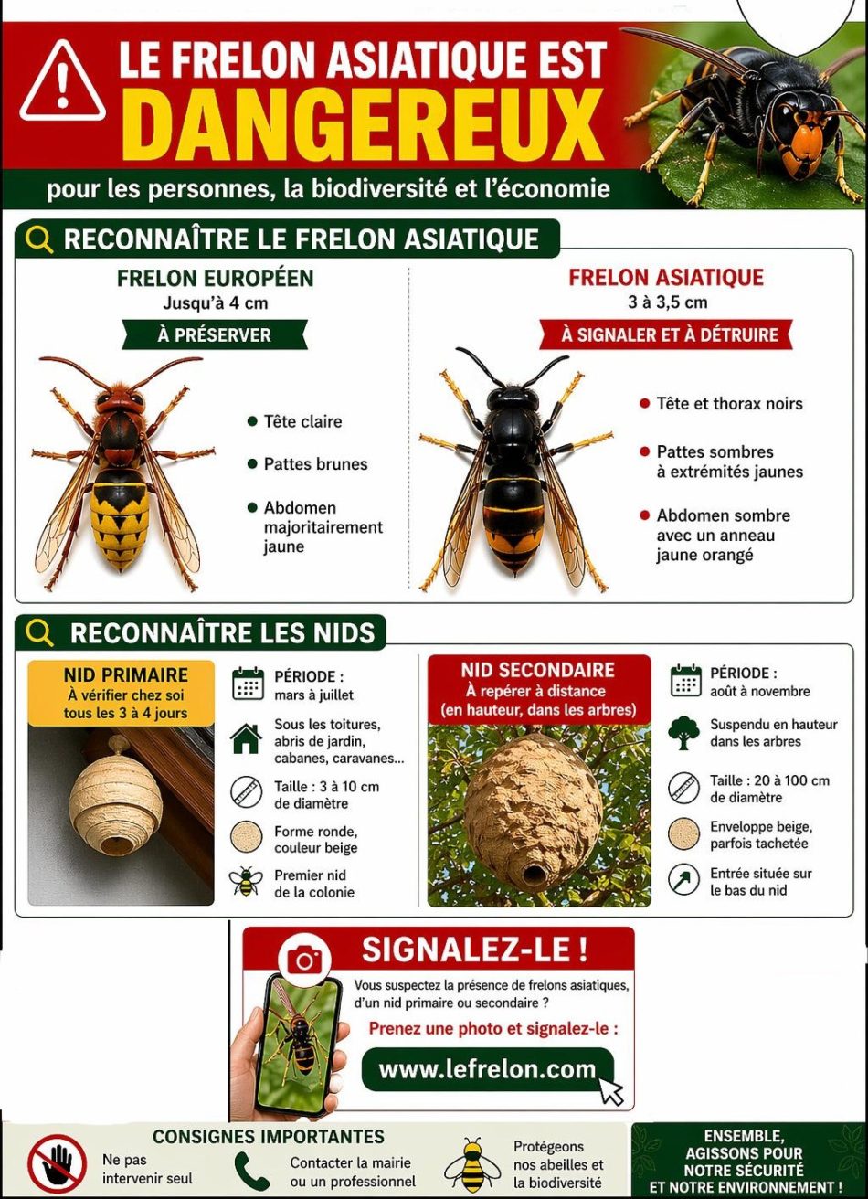 Frelon Asiatique - Dangeureux Biodiversité