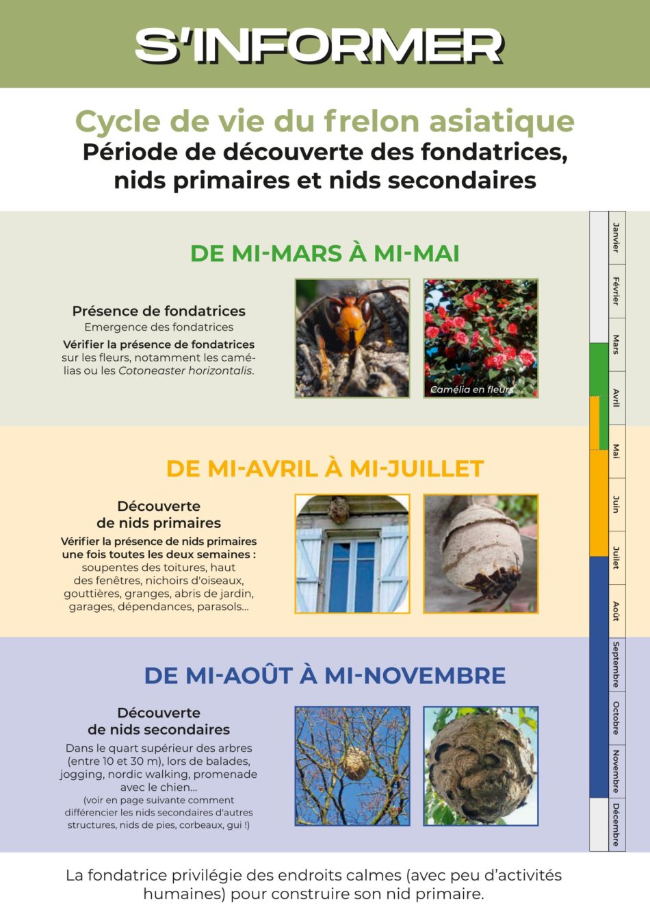 Frelon asiatique - Information Cycle de vie